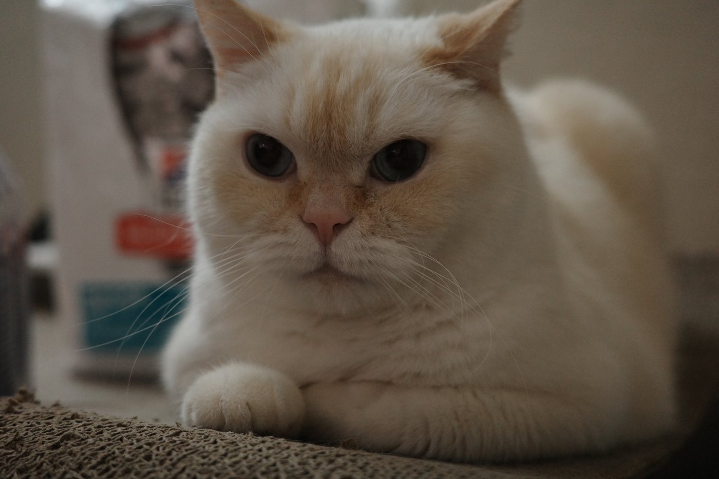 Close-up portrait of Xiuxiu resting with his paws tucked