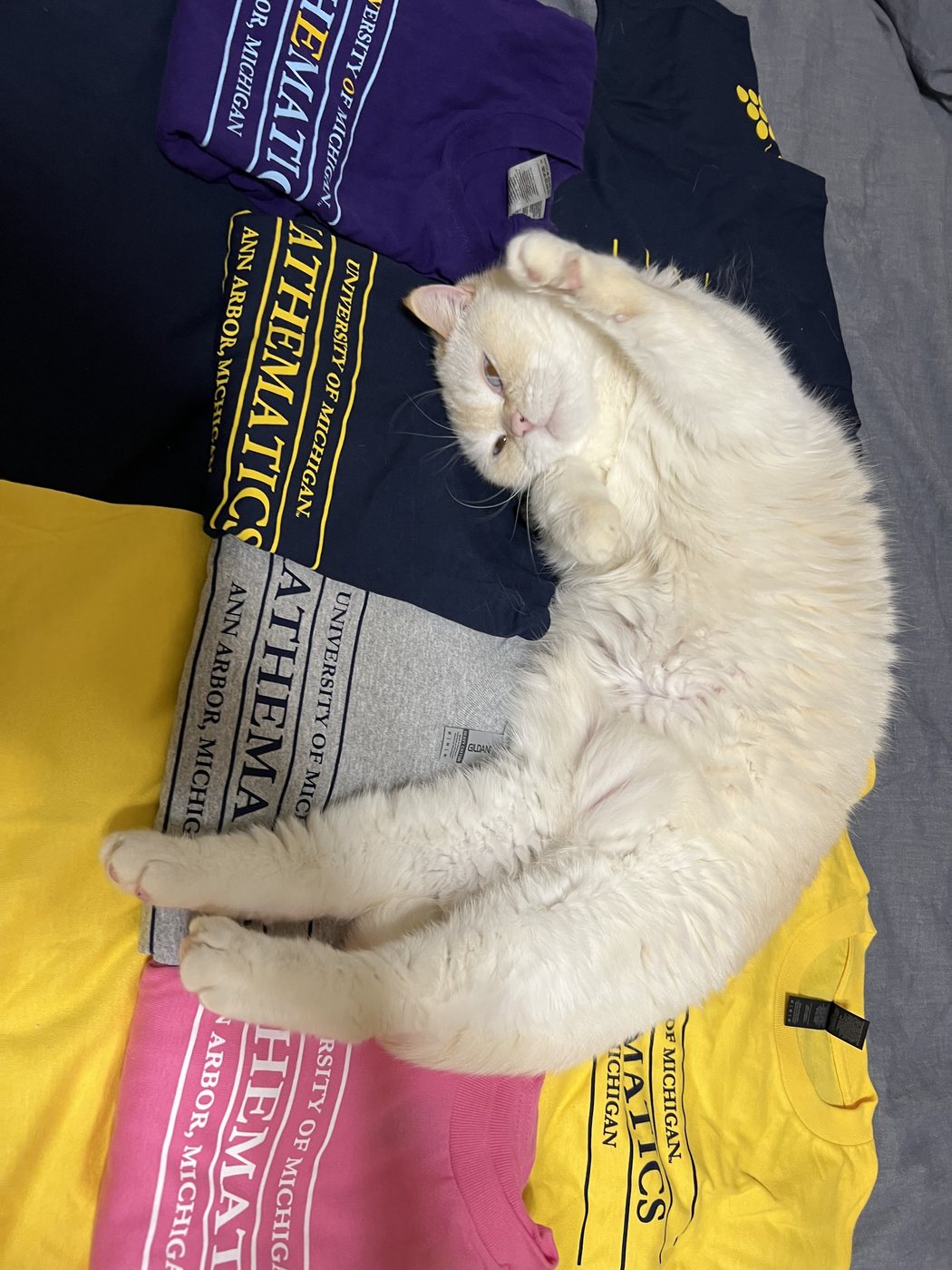 Xiuxiu curled up asleep on a pile of University of Michigan Mathematics t-shirts
