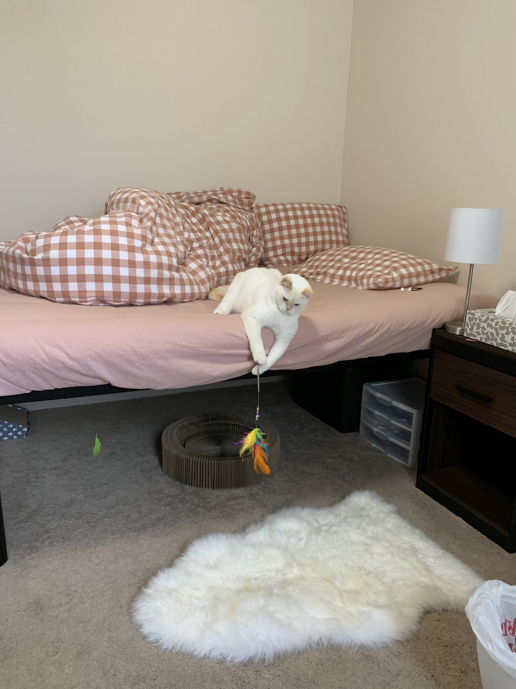 Xiuxiu lying on the bed with one paw hooked around a feather wand toy